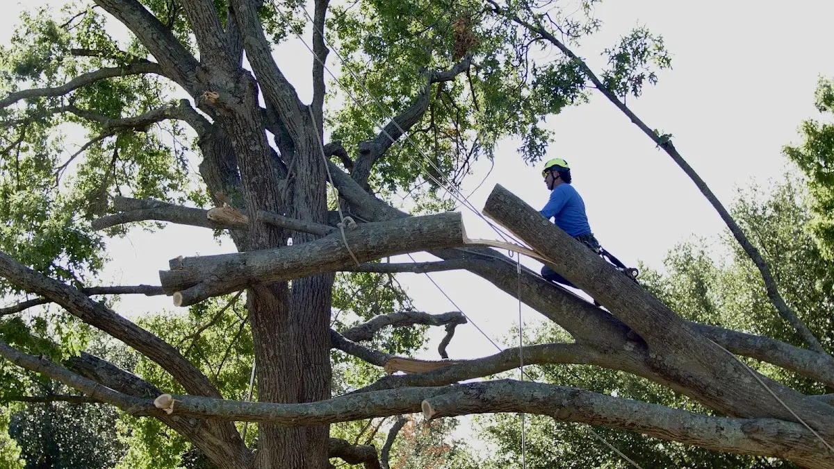 Professional Crown Thinning performed by certified arborists in Monon